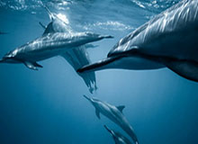 意甲联赛上演“中国德比” 朱婷庄宇珊奉献精彩对决